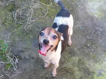 Cao Pinscher Pequeno 6-anos-Acima