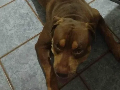 Cao Pit-Bull Grande 2-anos