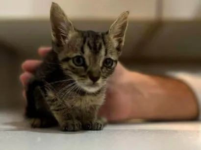 Gato SRD-ViraLata Medio Abaixo-de-2-meses