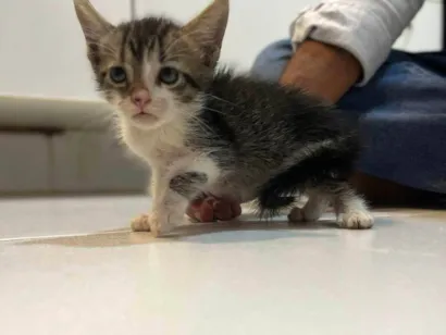 Gato SRD-ViraLata Pequeno Abaixo-de-2-meses