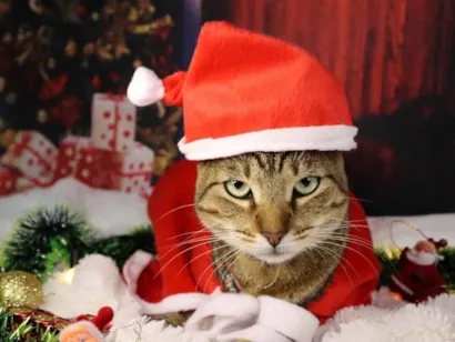 Gato SRD-ViraLata Medio 5-anos