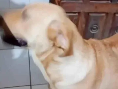 Cao Labrador Grande 3-anos