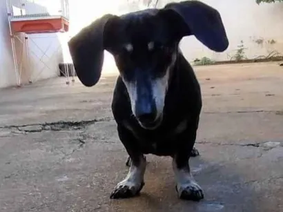 Cao Basset-Cofap Pequeno 6-anos-Acima