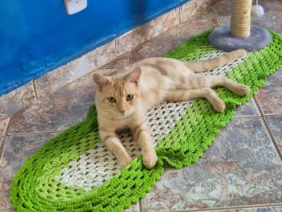 Gato SRD-ViraLata Medio 1-ano