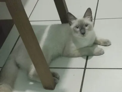 Gato Siamês Medio 2-a-6-meses