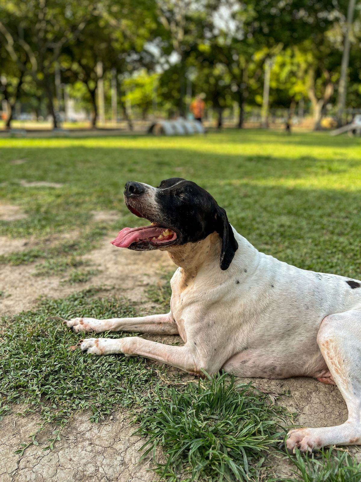 Buda  para adoção | foto 2