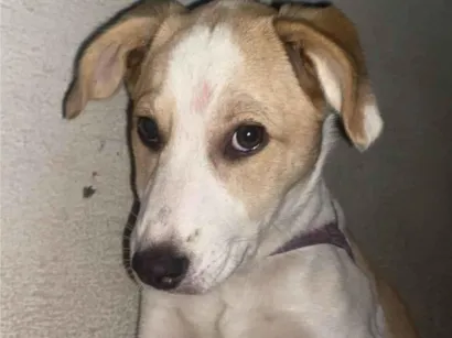 Cao Labrador Medio 7-a-11-meses