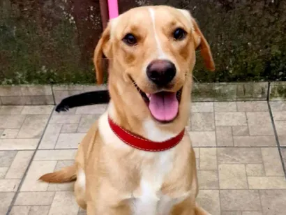 Cao Labrador Grande 7-a-11-meses