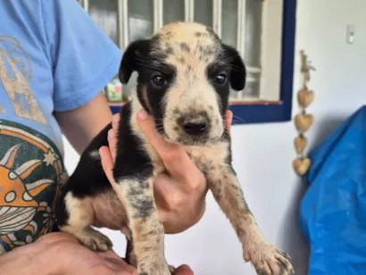 Cao SRD-ViraLata Medio Abaixo-de-2-meses