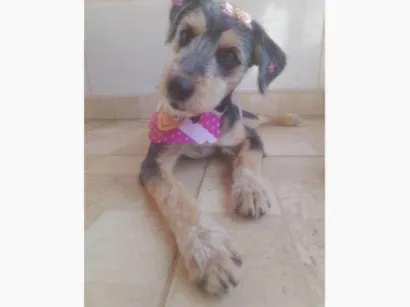 Cao SRD-ViraLata Medio 2-a-6-meses