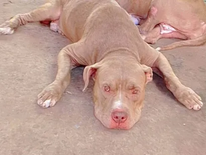 Cao Pit-Bull Medio 6-anos-Acima