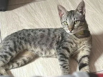 Gato SRD-ViraLata Medio 7-a-11-meses