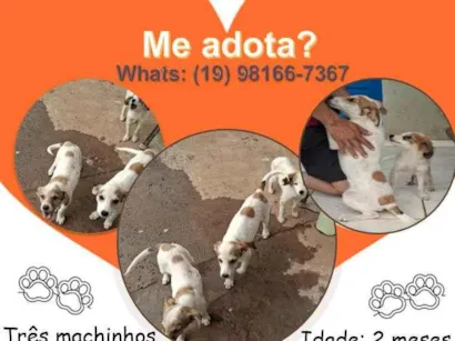 Cao SRD-ViraLata Medio Abaixo-de-2-meses