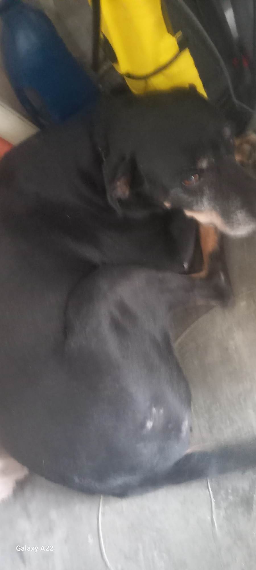 Chico   para adoção | foto 2