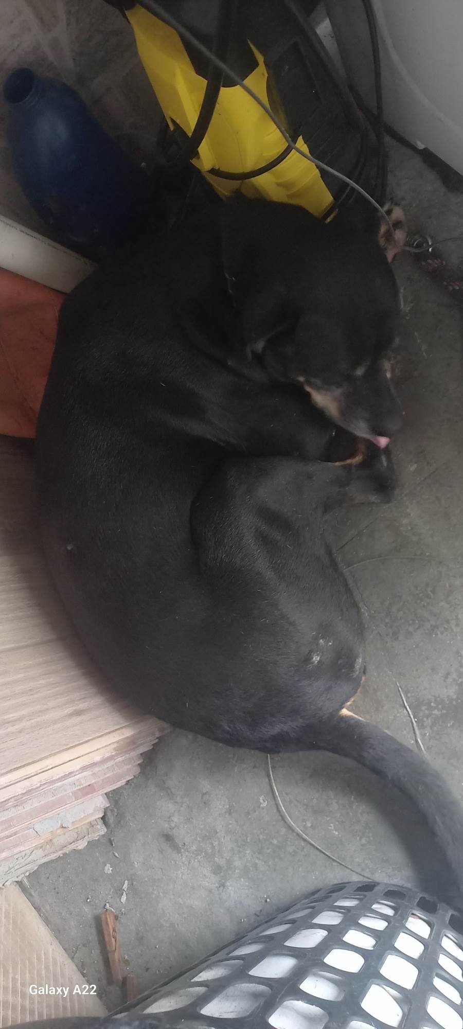 Chico   para adoção | foto 3