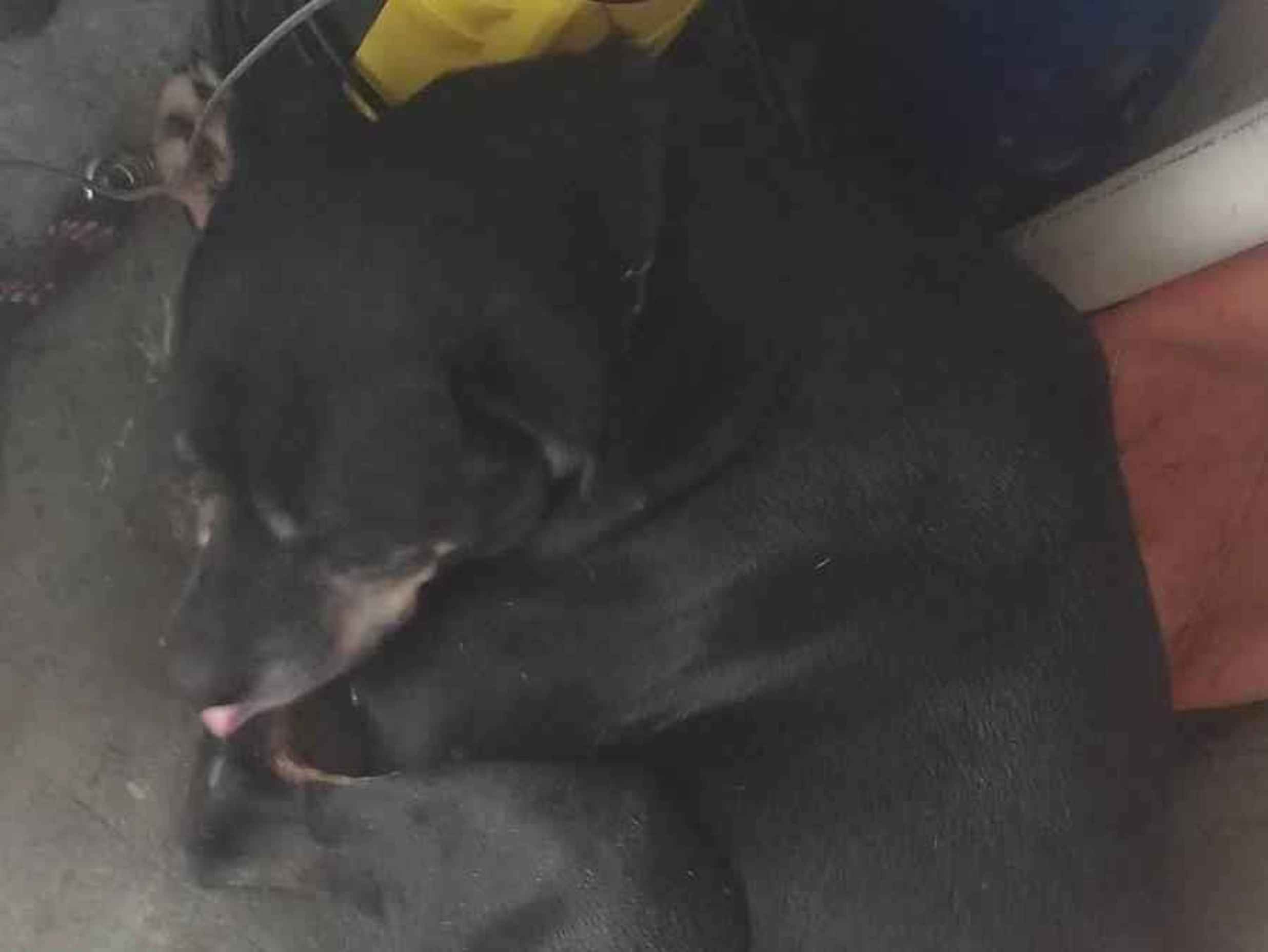 Chico   para adoção | foto 1