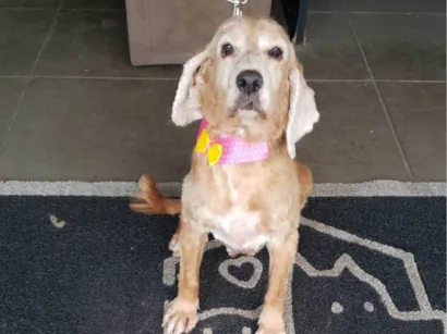 Cao Cocker spaniel inglês Pequeno 6-anos-Acima