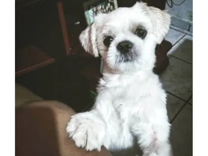 Cao Shitzu Medio 6-anos-Acima
