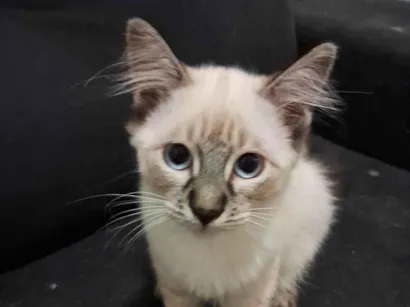 Gato Siamês Pequeno 2-a-6-meses