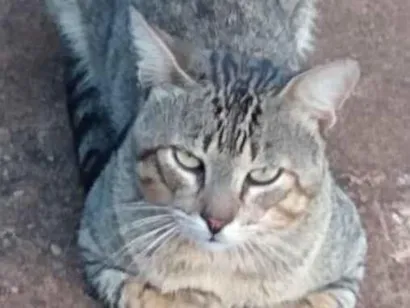 Gato SRD-ViraLata Medio 6-anos-Acima
