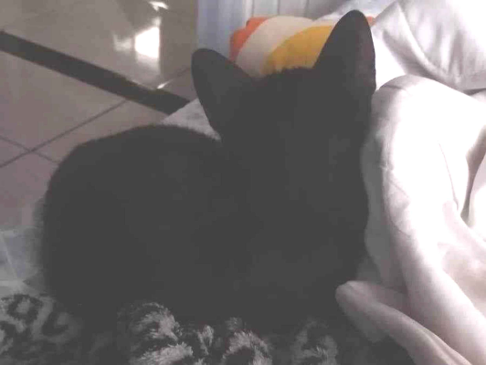 Gato para adoção Macho Pequeno 2 a 6 meses