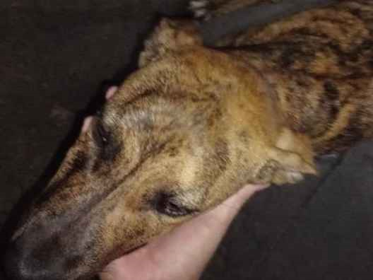 Cachorro cão para adoção Macho Médio  7 a 11 meses 