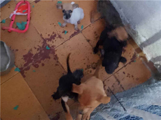 Cachorro cão para adoção Ambos Pequeno Abaixo de 2 meses 