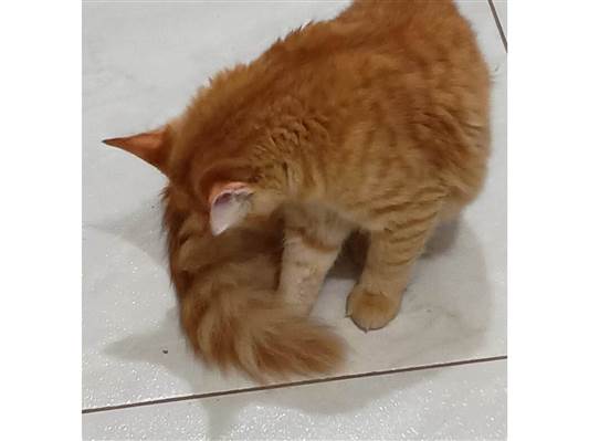 Gato para adoção Fêmea Médio 7 a 11 meses