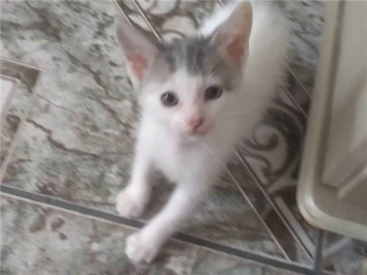 Gato para adoção Macho Pequeno 2 a 6 meses