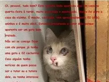 Gato SRD-ViraLata Medio 2-anos