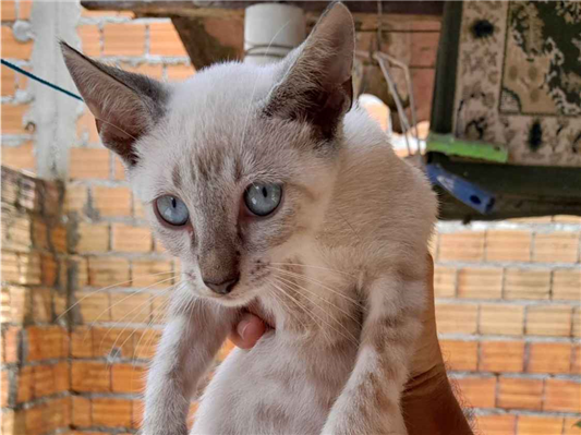 Gato para adoção Fêmea Pequeno 2 a 6 meses