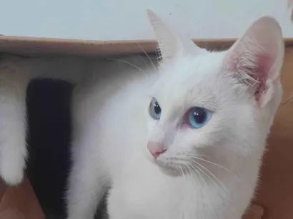 Gato SRD-ViraLata Pequeno 2-a-6-meses
