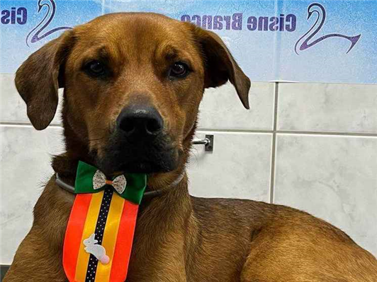 Cao - Macho Médio1 ano