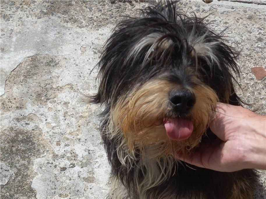 Cachorro cão para adoção Macho Médio  2 anos 