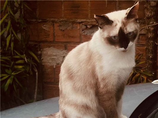 Gato - Fêmea Médio7 a 11 meses