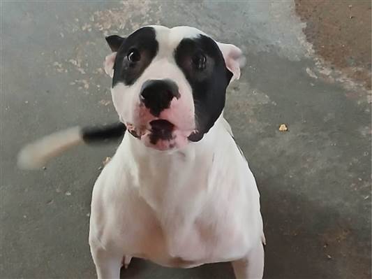 Cachorro cão para adoção Macho Grande 2 anos 