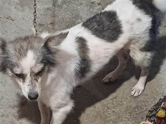 Cachorro cão para adoção Fêmea Médio  6 anos Acima 