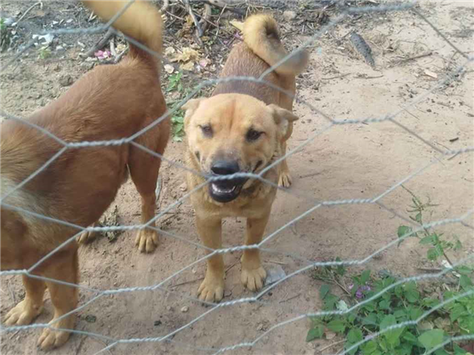Cachorro cão para adoção Macho Médio  7 a 11 meses 