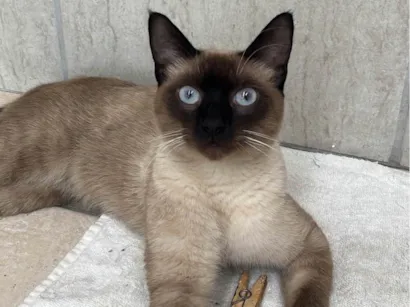 Gato Siamês Medio 1-ano