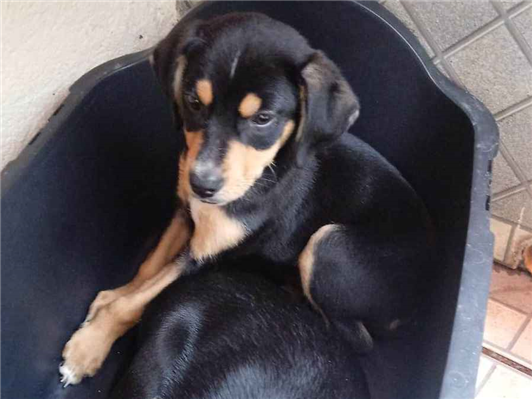 Cao - Macho Médio2 a 6 meses