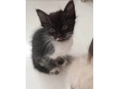 Gato SRD-ViraLata Pequeno 2-a-6-meses