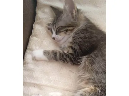 Gato SRD-ViraLata Pequeno 2-a-6-meses