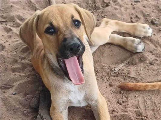Cachorro cão para adoção Fêmea Médio  2 a 6 meses 