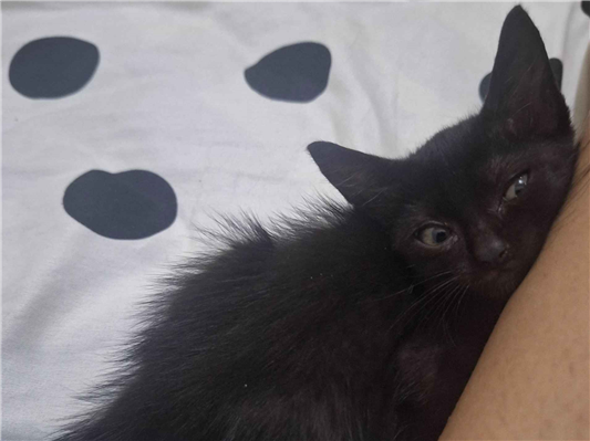 Gato para adoção Fêmea Pequeno Abaixo de 2 meses