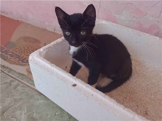 Gato para adoção Macho Pequeno 2 a 6 meses