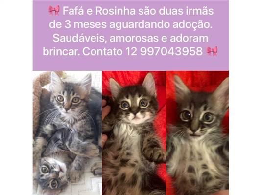 Gato para adoção Ambos Pequeno 2 a 6 meses
