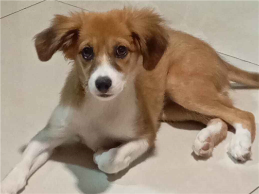 Cachorro cão para adoção Fêmea Médio  2 a 6 meses 