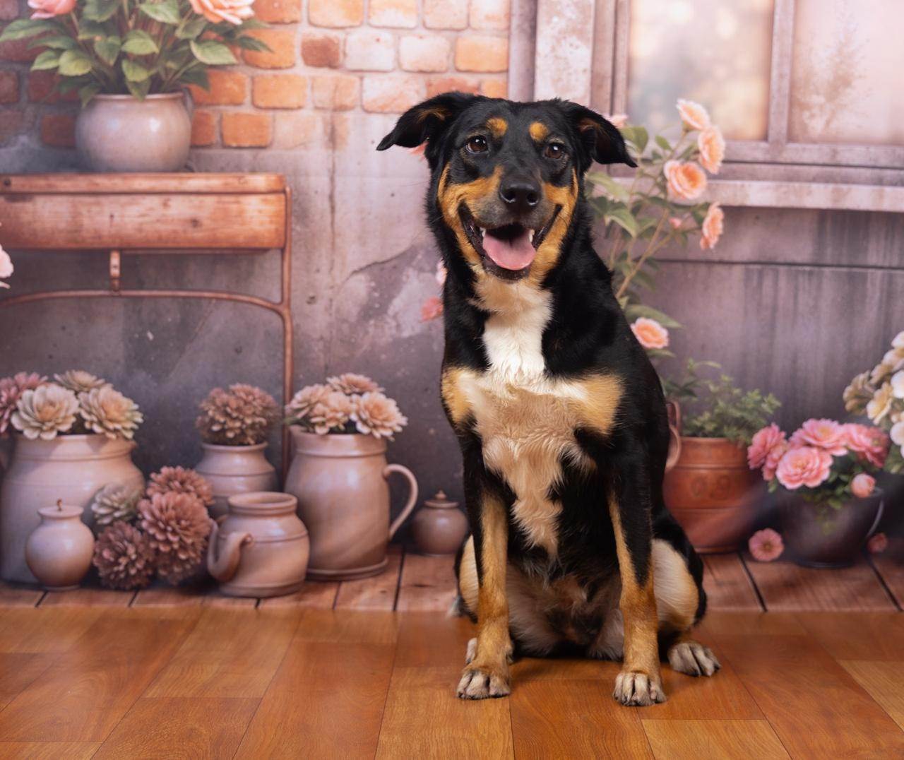 Kyara   para adoção | foto 3