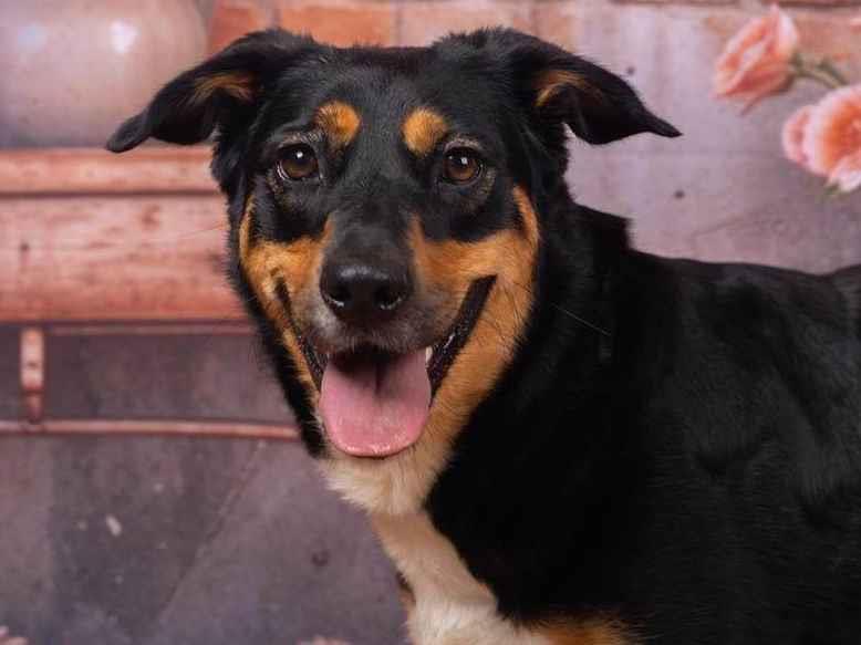 Kyara   para adoção | foto 1