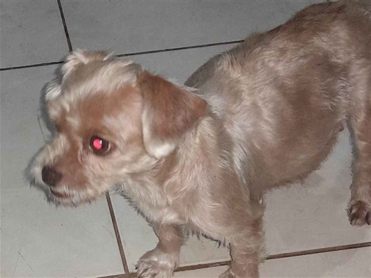 Cachorro cão para adoção Fêmea Médio  3 anos 